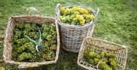 Baskets of Chardonnay Grapes to Make Champagne