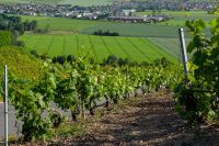 Vineyards at Hautvillers